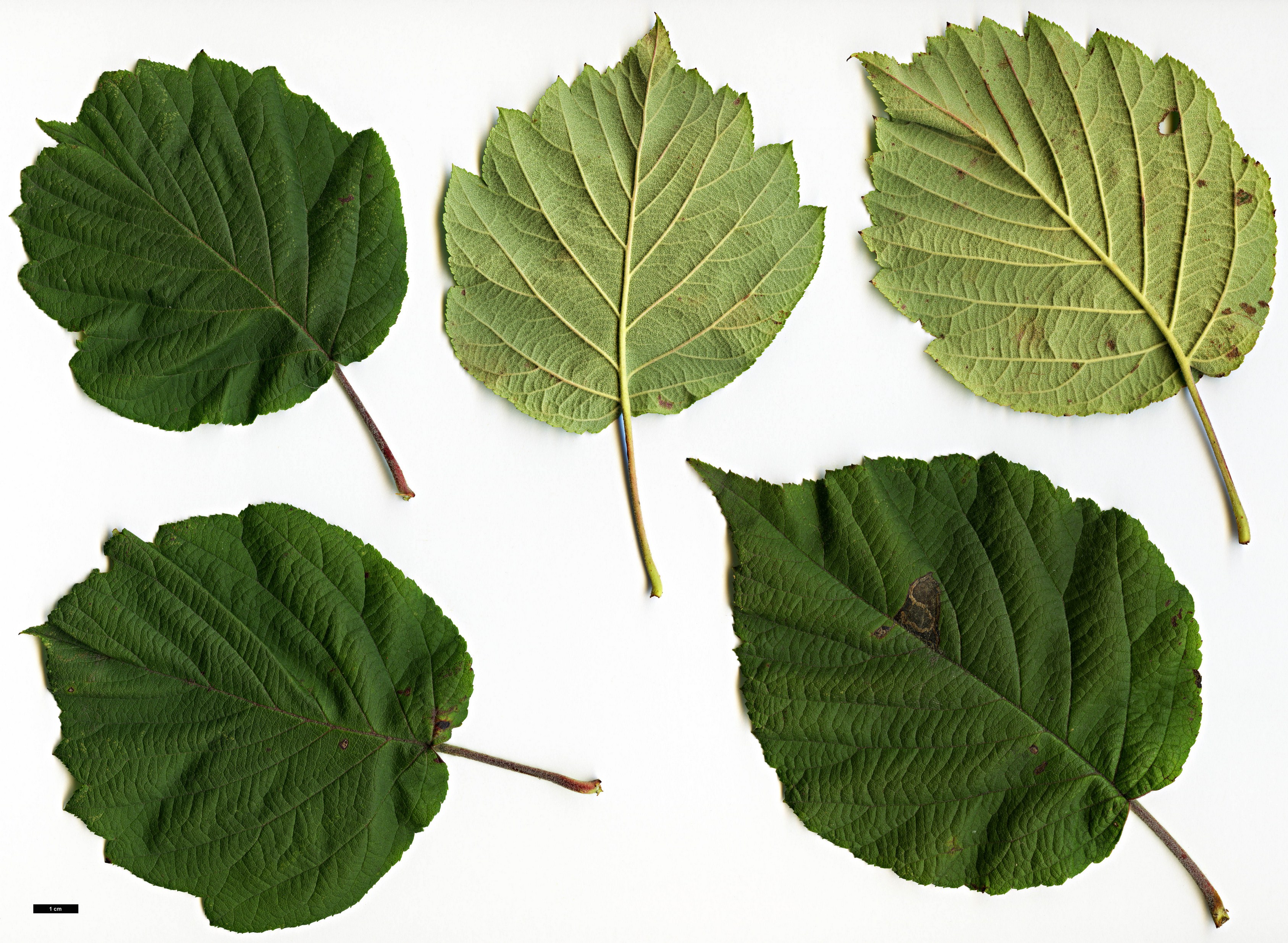 High resolution image: Family: Rosaceae - Genus: Malus - Taxon: yunnanensis - SpeciesSub: var. veitchii